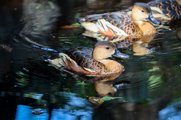 group of lesser whistling ducks swimming in the pond