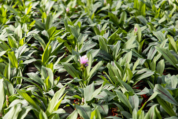 Curcuma. Curcuma alismatifolia. Pink turmeric flowers. Greenhouse with plants. Industrial cultivation of plants in a greenhouse. Plants in pots. Plant sales. 