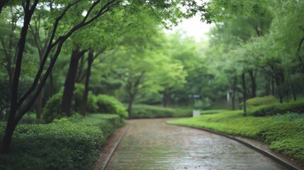 Fototapeta premium Tranquil Green Park Path After Rain Soft Light and Lush Foliage
