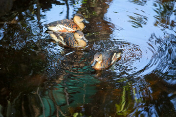 group of lesser whistling ducks swimming in the pond