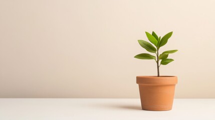 Small green plant in terracotta pot against beige background.
