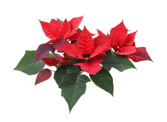 Christmas poinsettia red flowers and green leaves isolated on white or transparent background