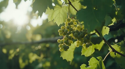 Green Grapes on Vine, Backlit by Sunlight
