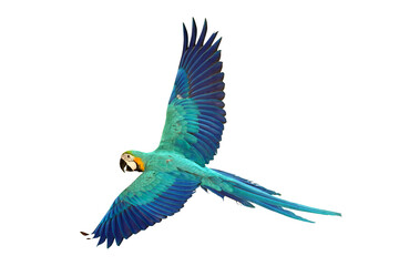 Colorful flying Blue and Gold Macaw parrot isolated on transparent background png file	