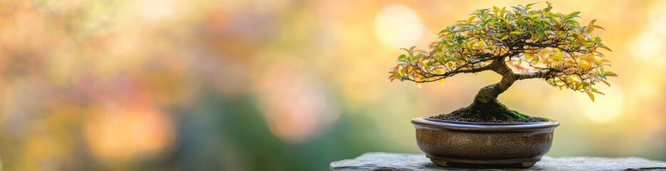 Serene bonsai tree in a brown pot against a blurred sunset backdrop.