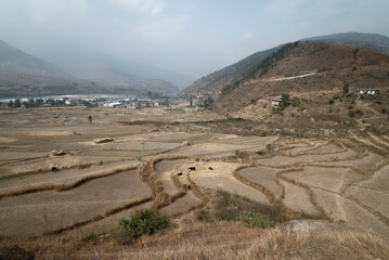 terraced rice field in Bhutan