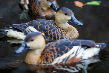 group of lesser whistling ducks swimming in the pond
