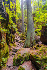 Ancient Devils Chamber Canyon and Rocks with a hiking trail, old spruce forest at Sandstone rocks in the national park Saxon Switzerland, Saxony, Germany
