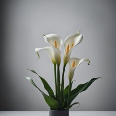 Fototapeta premium A white calla lily in a modern minimalist setting with soft lighting.