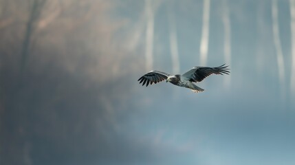 Obraz premium Majestic Eagle Soaring Through Misty Forest in Soft Light
