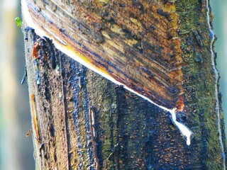 Close-up of rubber tree being tapped for its sap