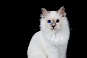 Cute birman cat on a black background