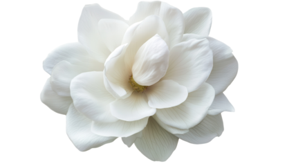 Beautiful white magnolia flower in full bloom showcasing delicate petals and vibrant inner core