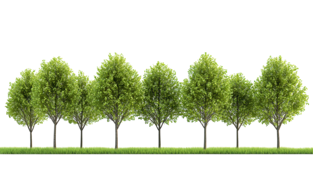 Lush green trees line a vibrant landscape in bright daylight showcasing nature's beauty