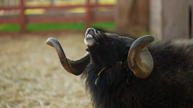 Side view of a black ram with curled horns raises its head up and screams while communicating with other rams in a stage in the summer on a farm