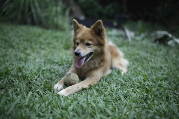 A dog is about to play with a ball placed in front of it, eagerly waiting in the backyard of the house for the fun to begin.
