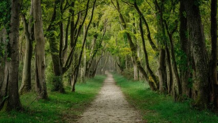 Serene wooded trail with lush green trees arching over a sandy path, creating a tranquil atmosphere in a vibrant forest setting.