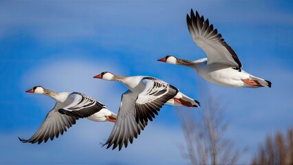 Fototapeta premium Three snow geese in flight in a V formation against a bright blue sky with soft clouds showcasing nature's beauty and peaceful atmosphere