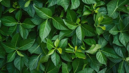 Lush green leaf branches create an intricate floral pattern background with varying shades of green, neatly arranged in a top view perspective.