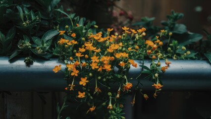 Vibrant orange flowers cascading over a silver metal pipe amidst lush green foliage in a softly lit outdoor setting.