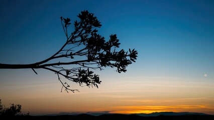 Fototapeta premium Silhouetted tree branch against a gradient blue sky at sunset with vibrant orange tones on the horizon and distant mountain outlines.