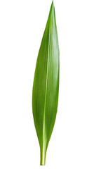 Single green leaf, vibrant, close-up, nature background, botanical illustration. Generative ai