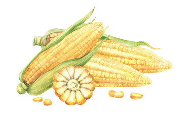 Sweet Corn and corncob composition. Yellow cut and whole maize cob with kernel of corn, Seeds and green leaves, husks of corn plant. Watercolor realistic painted illustration. Isolated from background