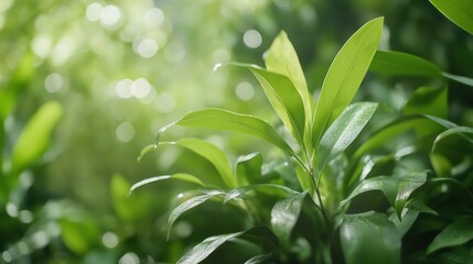 Obraz premium Vibrant Green Leaves Glistening with Dew Drops in Soft Sunlight