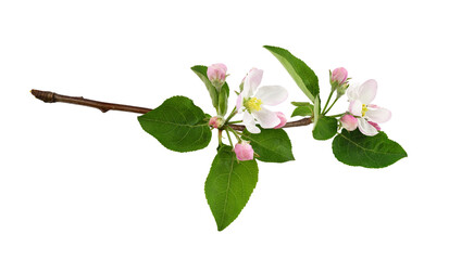 Fototapeta premium Twig with fresh flowers and buds of apple tree isolated on white or transparent background