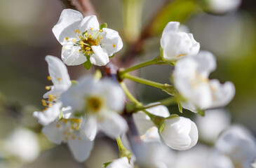 A close up of a white flower with yellow centers