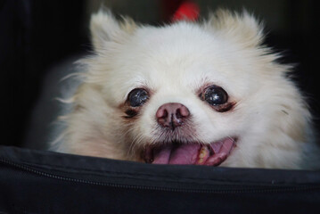 Chihuahua dog in cart, Close up shot