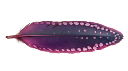 Purple feather showing pink spots on transparent background