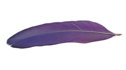 Purple feather isolated on transparent background, showing softness and elegance