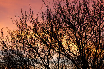 Obraz premium A tree with its branches bare and the sky in the background is pink