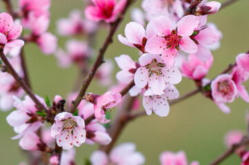 A tree with pink flowers is in the foreground