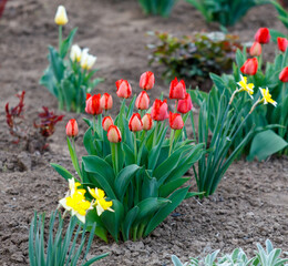 A bunch of red and yellow flowers are growing in a garden