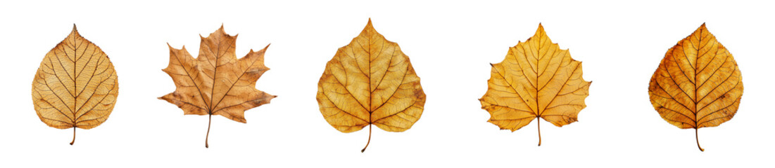 Fototapeta premium A collection of fresh spring leaves autumn leaves, maple leaf, beech leaf, clover leaf , cherry blossom leaf, delicate oak leaf. on transparent background