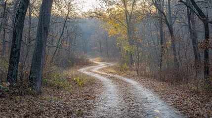 Fototapeta premium Serene Winding Path Through Foggy Autumn Forest in Soft Light