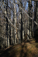 Beech mountain forest in the sun