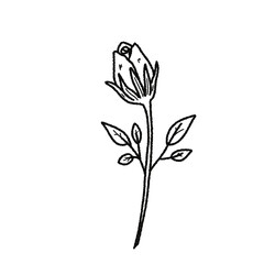 Obraz premium Valentine’s Day Rose Clipart Set – Hand-Drawn Floral PNG with Transparent Background