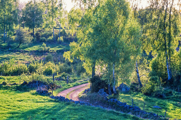 Dirt road in a rural summer landscape with lush green trees