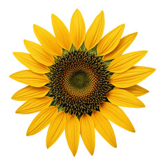 Fototapeta premium sunflower isolated on white