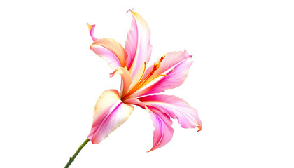 Fototapeta premium Botanical illustration of a stunning pink and orange flower with smooth, curved petals. The digital artwork captures the subtle color transitions and fine veins of each petal, creating a soft yet vibr