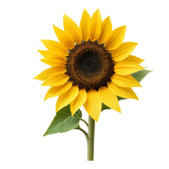 sunflower isolated on white