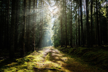 Beautiful peaceful forest with sunbeams and green moss covering the forest path