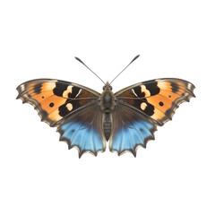 Fototapeta premium butterfly isolated on transparent background