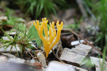 Ramariopsis crocea, commonly known as orange coral, fungus from Finland