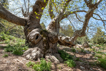 huge sycamore tree