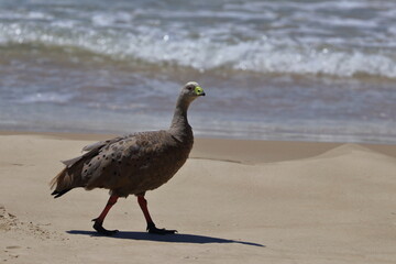 cape barren goose