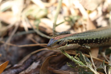 skink